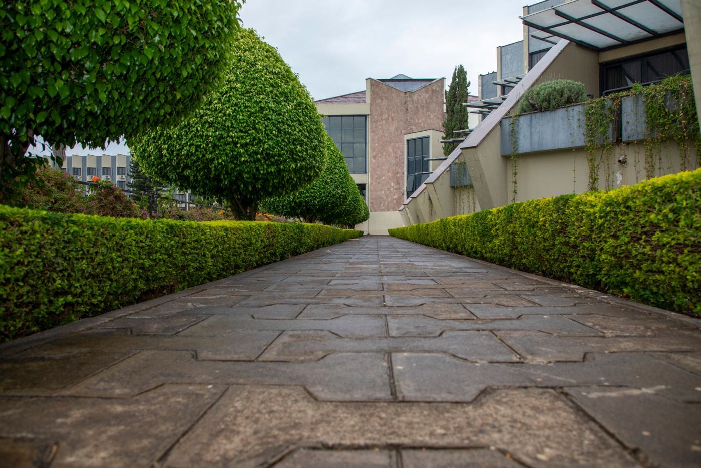Path with clean trimmed hedges
